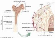 Image result for Cancellous Bone Tissue Drawing