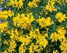 Image result for Genista Porlock Broom