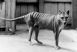 Image result for Thylacine Habitat