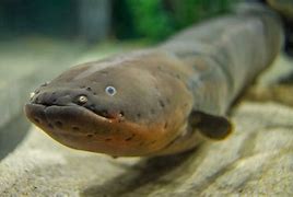 Image result for Electric Eel