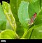 Image result for Leafhopper Stock-Photo