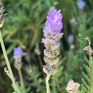 Image result for Lavender Purple