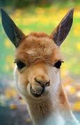 Image result for Llama Smile