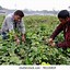 Image result for Bangladeshi Farmer Clothing