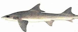 Image result for Flapnose Houndshark