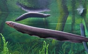 Image result for Electric Eel