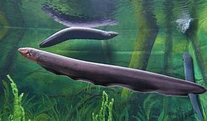 Image result for Electric Eel Eating