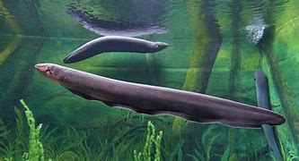 Image result for Biggest Electric Eel