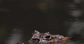 Image result for Alligator Swamp