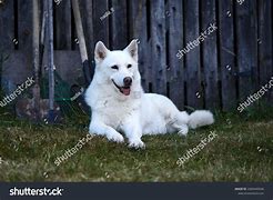 Image result for Happuy Dawg