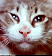 Image result for Skin Infection From Cat