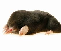 Image result for Pet Mole