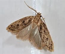 Image result for Brown House Moth Infestation