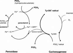 Image result for MOA of Paracetamol