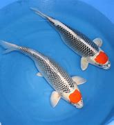 Image result for Carpa Koi