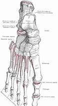 Image result for Intertarsal Articulations