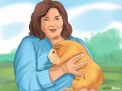 Image result for How to Pet a Guinea Pig