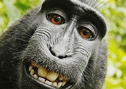 Image result for Funny Monkey Images. Free