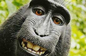 Image result for Monkey Funny Faces Wallpaper