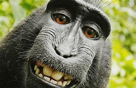 Image result for Funny Things Monkey Only