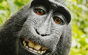 Image result for Hilarious Monkey Pictures