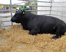 Image result for Angus Cattle