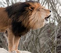 Image result for Big Lion Roaring