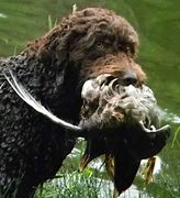 Image result for French Water Dog