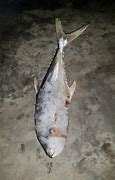 Image result for Ikan Tepekong