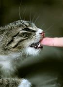 Image result for Cat Bite On Finger