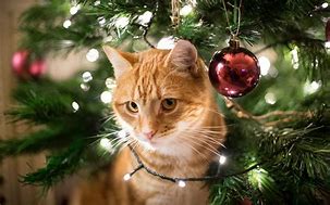 Image result for Cat Inside Christmas Tree