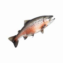 Image result for Salmon Fish Pic