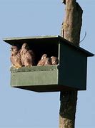 Image result for Kestrel Nest Box