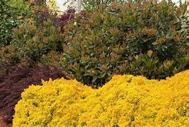 Image result for Bright Yellow Green Shrubs