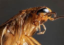 Image result for Cockroaches Face