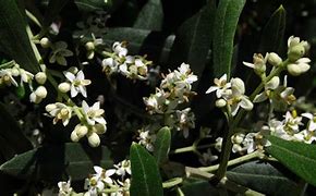 Image result for Olive Flower