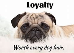 Image result for Pug Sayings