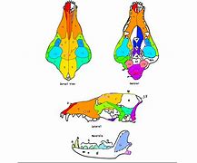 Image result for Coyote Skull Anatomy