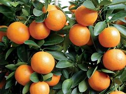 Image result for Kumquat Citrus Fruit Tree