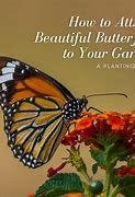 Image result for Butterflies Garden