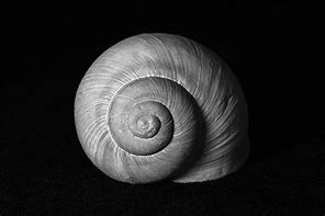 Image result for Shell Animals Art