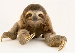 Image result for Baby 3 Toed Sloth