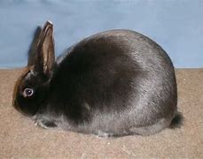 Image result for Black Satin Rabbit