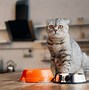 Image result for Cat Kidney Disease Symptoms