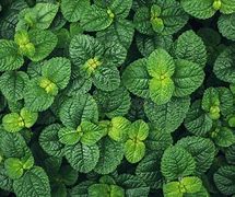 Image result for Mint Green with Turtle Leaves