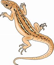 Image result for Lizard Clip Art