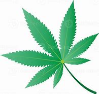 Image result for Transparent Marijuana Leaf Clip Art