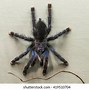 Image result for Avicularia Metallica