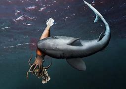 Image result for Shark Eating Gold Medal