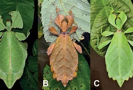 Image result for Leaf Insect Species